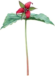 Trille rouge