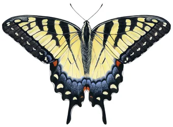 Papillon Tigré
