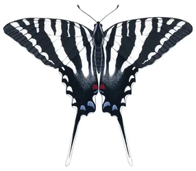 Papillon Zèbre Swallowtail