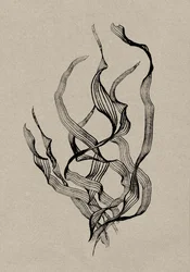 Délicates