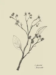 Fleur 2