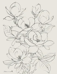 Magnolia