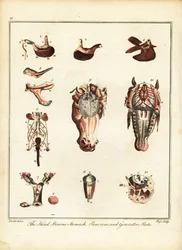 Anatomie d