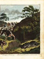 Hommes armés chassant des blaireaux, Angleterre