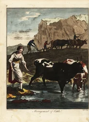 Laitière et fermiers avec du bétail