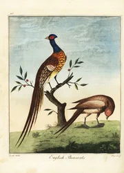 Faisans anglais, mâle et femelle. 1792 (gravure)