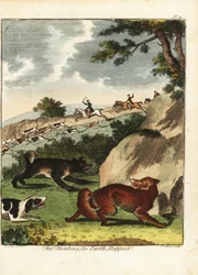 Chasse au renard