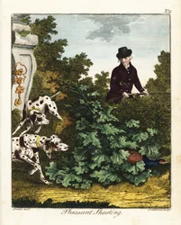 Chasse au faisan