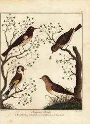 Oiseaux chanteurs : alouette des bois, linotte, chardonneret, alouette des champs. 1792
