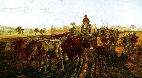 Vaches rentrant à la maison