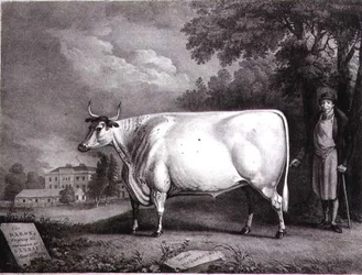 Le Baron, un shorthorn primé (La Vache Blanche de Nannau) gravé par Charles Joseph Hullamandel (1789-1850) 1824