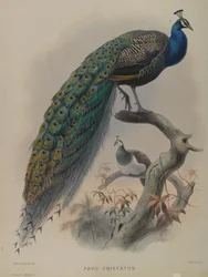Pavo Cristafus - Paon commun (lithographie en couleur)
