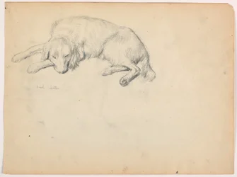 Dessin, Dash (un Setter), vers 1862