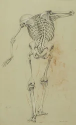 Étude de squelette, vers 1848