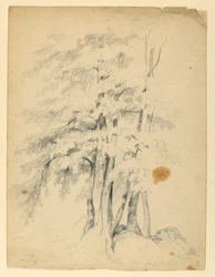 Étude de bouleaux noirs