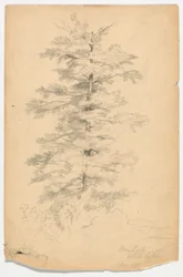 Étude de la pruche près du lac Blanc