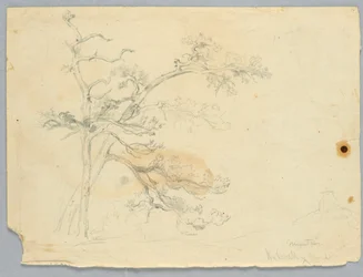 Étude de deux pins, montagnes Catskill