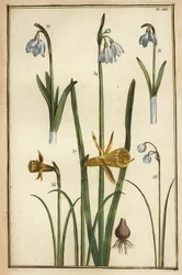 Jonquille sauvage, Narcissus pseudonarcissus, et perce-neige, Galanthus nivalis