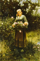 Cueillette de roses