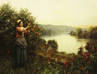 Fleurs d