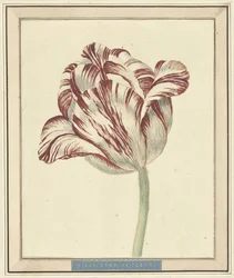 Tulipe, nommée Bisar, Cardinal de Fleuri