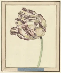 Tulipe, nommée Bisar, États Généraux