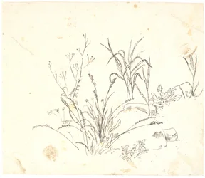 Herbe