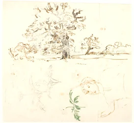 Études de chêne, feuilles de renoncule et autres