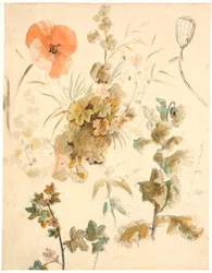 Études de différentes fleurs, y compris des coquelicots