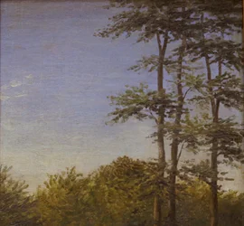 Étude de sous-bois et grands arbres, Fionie