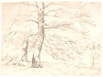 Vue sur un paysage, au premier plan de grands hêtres