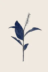 Étude botanique sur l