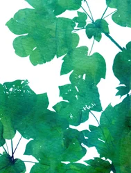Feuilles d