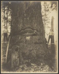 Sapin de 17 pieds de diamètre près de McMurray, Wash.