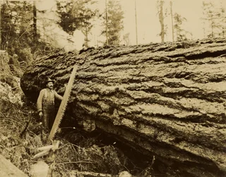 [Bûcheron, tronçonneuse et arbre abattu].