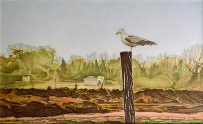 Mouette solitaire, 2022