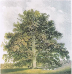 Saules têtards, Nature en Grande-Bretagne publiée par Collins, 1946