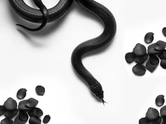 Les roses « Black Snake »