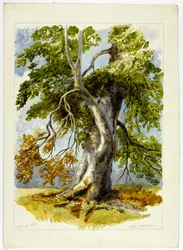 Arbre noueux