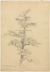 Pin, Conway, New Hampshire (recto), Études de paysage et d