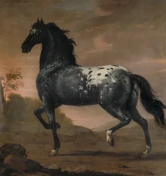 Le cheval de Charles XI, Blå Tigern, 1673