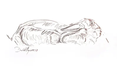 Lièvre brun allongé