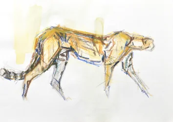 Guépard