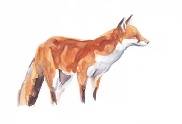 Renard, 2021