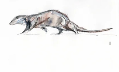 Loutre courant, 2022
