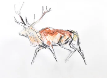 Cerf élaphe, 2020
