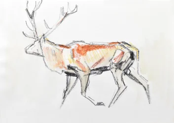 Cerf élaphe