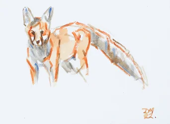 Renard roux, 2022