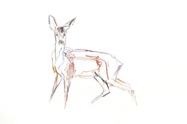 Jeune chevreuil