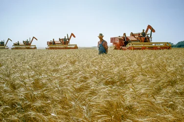 Un fermier marche à travers du blé jusqu